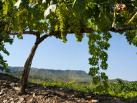 finca3-edit